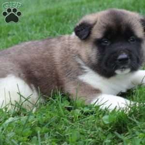 AKC Bruno, Akita Puppy